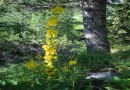 Verbascum davidovii ©  Pandion Wild Tours